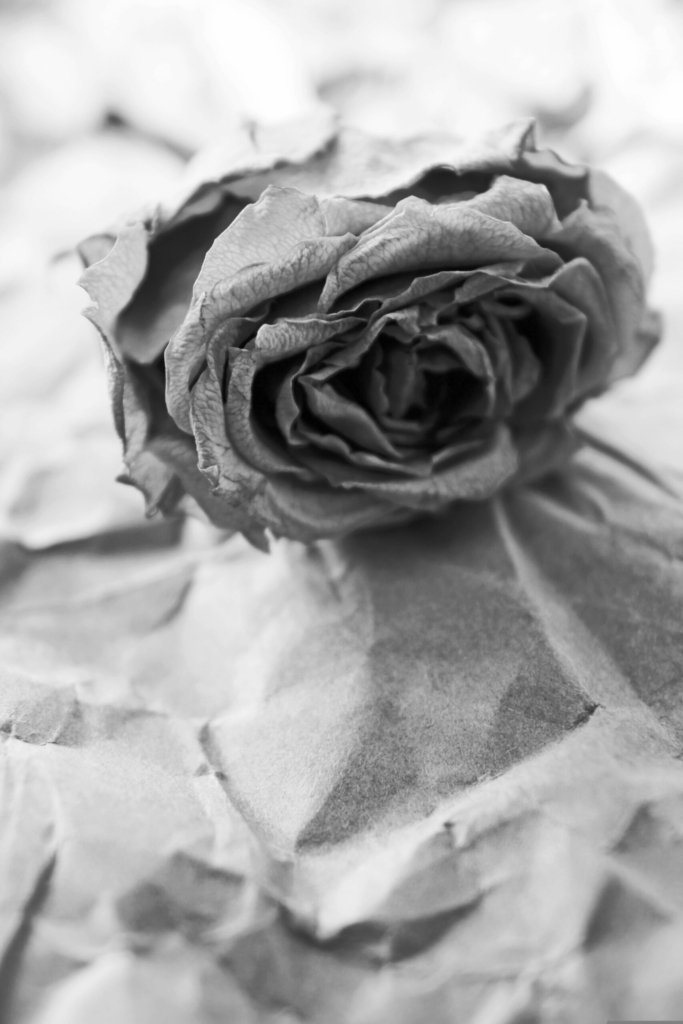 nika_akin-wilted-4774587