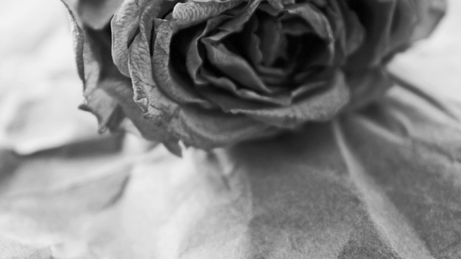 nika_akin-wilted-4774587