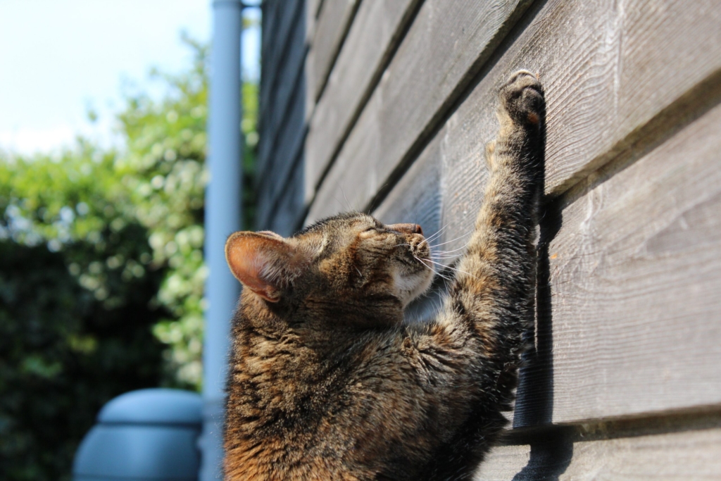 xandra71-cat-750259