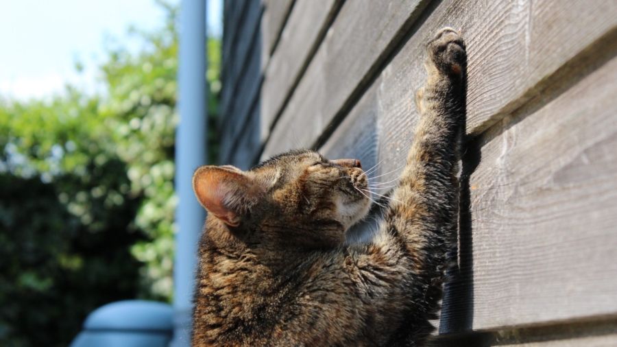 xandra71-cat-750259
